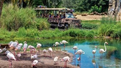 Kilamanjaro Safaris