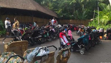 Strollers parking at Animal Kingdom