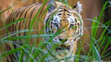 Animal Kingdom Tiger
