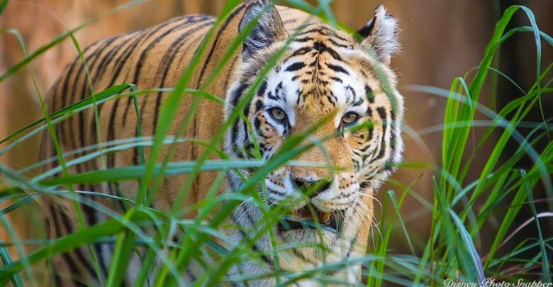 Animal Kingdom Tiger