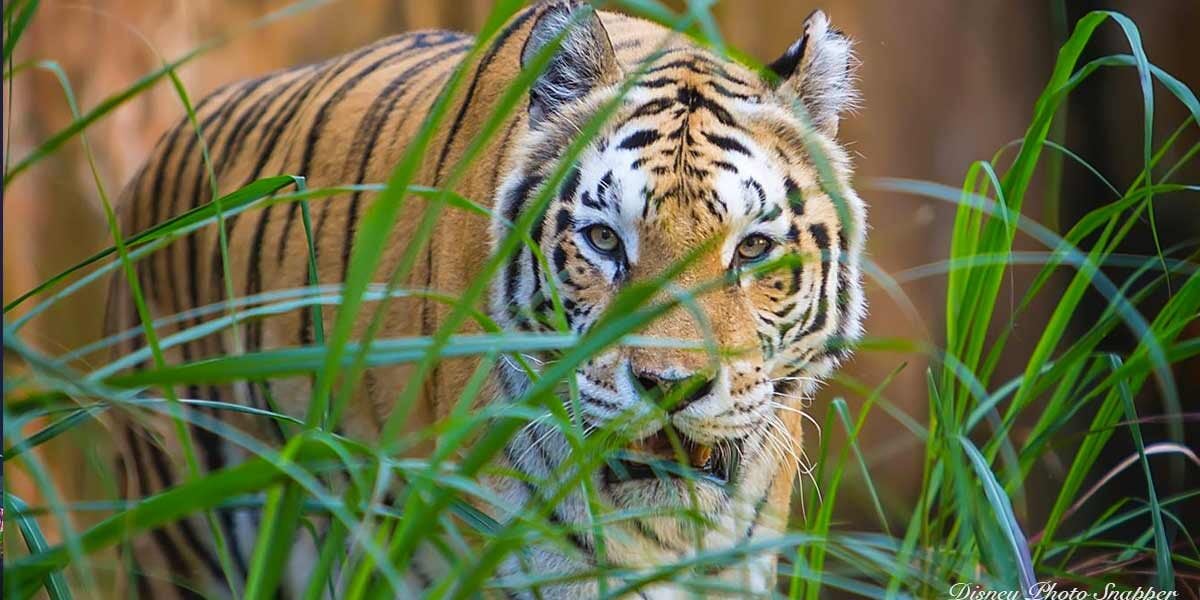 Animal Kingdom Tiger