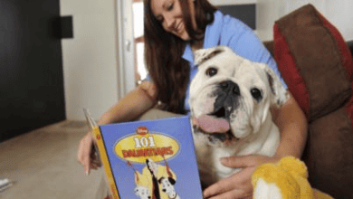 Best Friends Pet Care