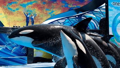 Seaworld