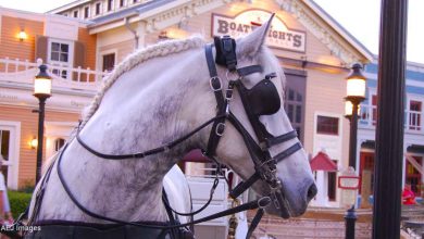 A white horse with a braided mane and festive harness awaits guests outside a vibrant building in the park’s main plaza.