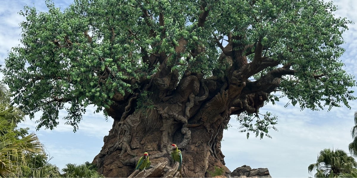 Winged Encounters Tree of Life, Disney's Animal Kingdom