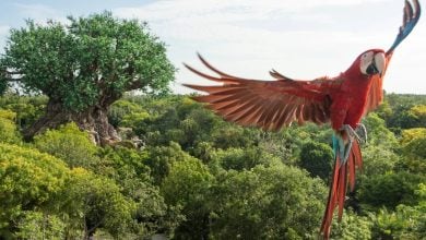 A vibrant red macaw flies above lush green trees, with a large, intricately designed artificial tree structure visible in the background—one of the Animal Kingdom Must-Do Experiences under a clear sky.