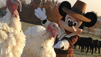 A character dressed in vintage clothing poses next to two large turkeys in a field, capturing the whimsical essence of Holiday Happenings at Disney. Cows graze serenely as autumnal trees frame the sunny scene.
