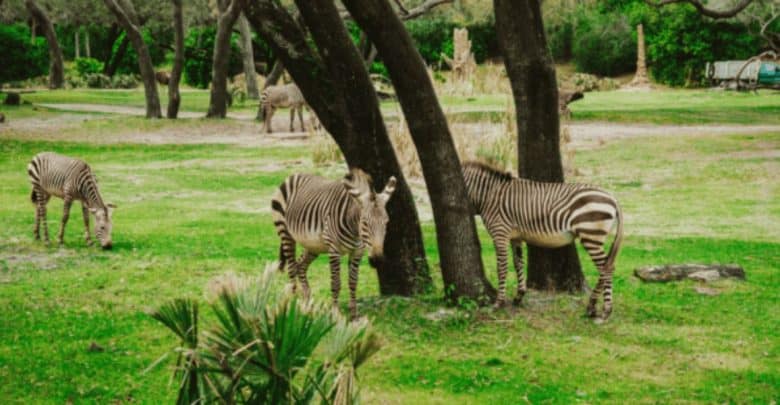 Disney Safari Zebra