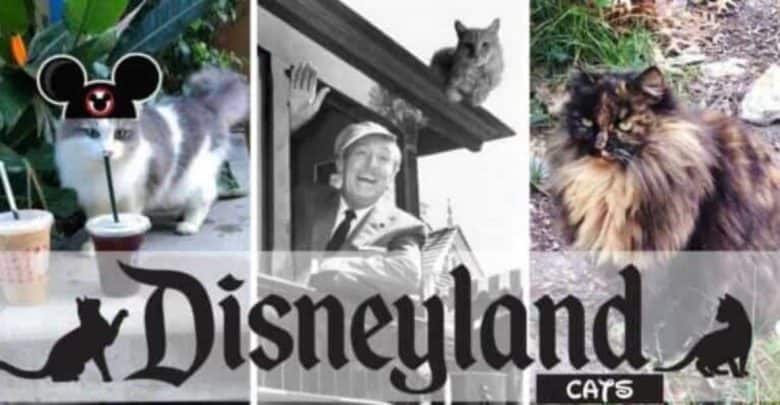 A collage featuring cats at Disneyland. The left side shows a cat wearing Mickey Mouse ears with drinks. The center image is a historical photograph of a man waving with a cat nearby. The right side shows a fluffy cat in an outdoor setting. Text reads "Disneyland Cats.