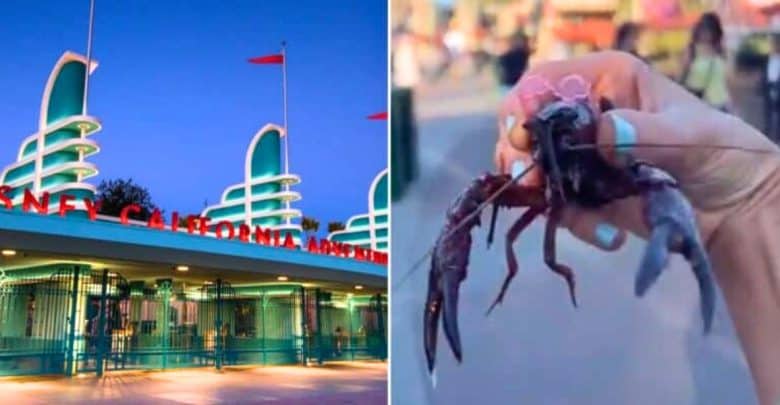 Guest breaks Disneyland rules by bringing in a crawfish.
