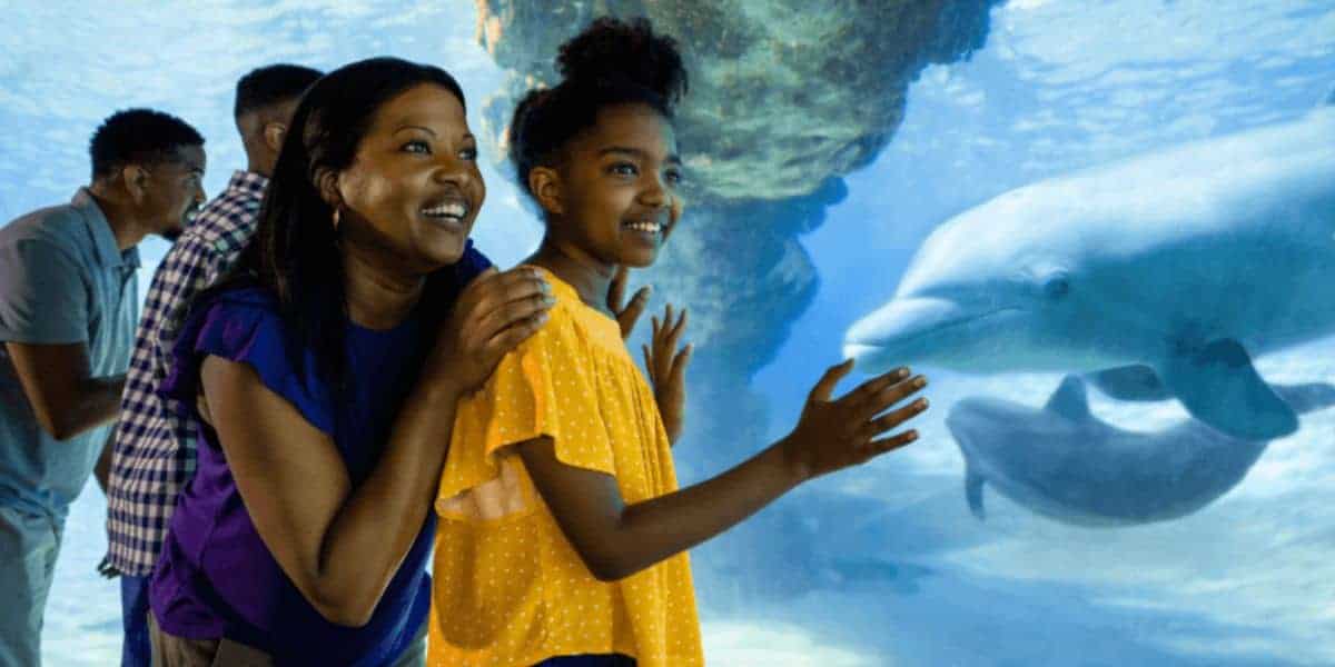 Guests watch dolphins at SeaWorld Orlando