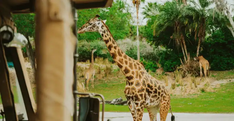 A giraffe walks near a safari vehicle in a lush, green landscape with trees and bushes; two more giraffes graze in the background.