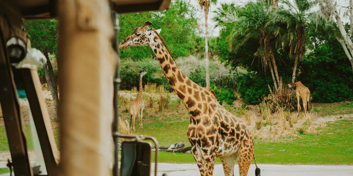 A giraffe walks near a safari vehicle in a lush, green landscape with trees and bushes; two more giraffes graze in the background.
