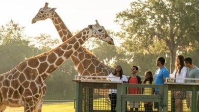 A group of six people stand on an observation deck with giraffes at Busch Gardens Tampa Bay