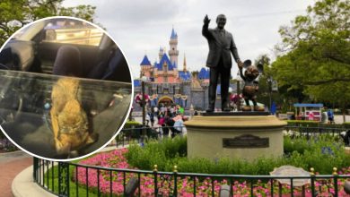 A circular inset shows a dog sitting alone inside a car. The main image displays the Partners statue of Walt Disney and Mickey Mouse in front of Sleeping Beauty Castle at Disneyland, with visitors walking nearby.
