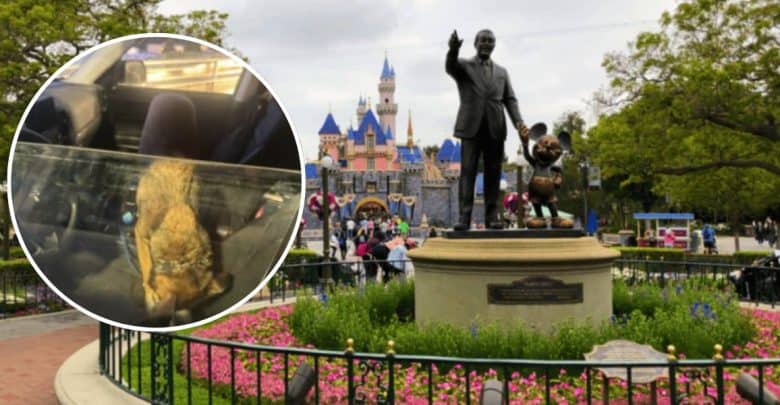A circular inset shows a dog sitting alone inside a car. The main image displays the Partners statue of Walt Disney and Mickey Mouse in front of Sleeping Beauty Castle at Disneyland, with visitors walking nearby.