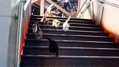 Five cats climb illuminated metal stairs, like stars on a Disney Parks quest for hidden feline treasures or Pet Day fun.