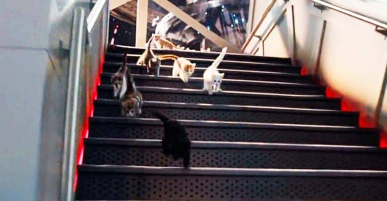 Five cats climb illuminated metal stairs, like stars on a Disney Parks quest for hidden feline treasures or Pet Day fun.
