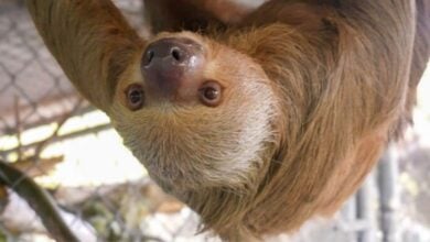 A playful brown sloth hangs upside down near a wire fence at Sloth World, gazing straight at guests. The photo captures the charm of the attraction, amid recent news that the Orange County Sheriff’s Office found no criminal wrongdoing following the reported loss of 55 sloths.