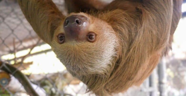 A playful brown sloth hangs upside down near a wire fence at Sloth World, gazing straight at guests. The photo captures the charm of the attraction, amid recent news that the Orange County Sheriff’s Office found no criminal wrongdoing following the reported loss of 55 sloths.