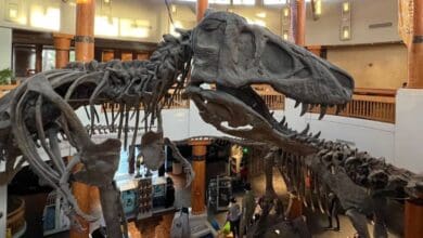 T-Rex skeleton at the T-Rex Cafe in Disney Springs.