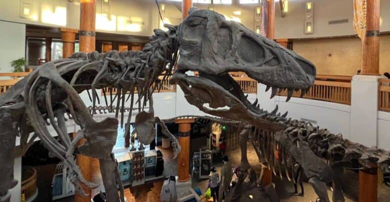 T-Rex skeleton at the T-Rex Cafe in Disney Springs.