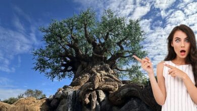A guest points at the Tree of Life at Disney’s Animal Kingdom.