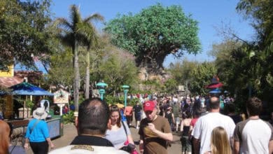 Guests head toward the Tree of Life at Disney’s Animal Kingdom.