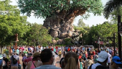 The Tree of Life at Disney’s Animal Kingdom.