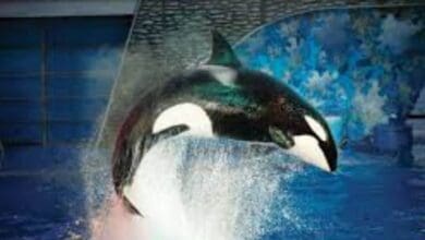 An orca breaches during a Shamu show at SeaWorld.