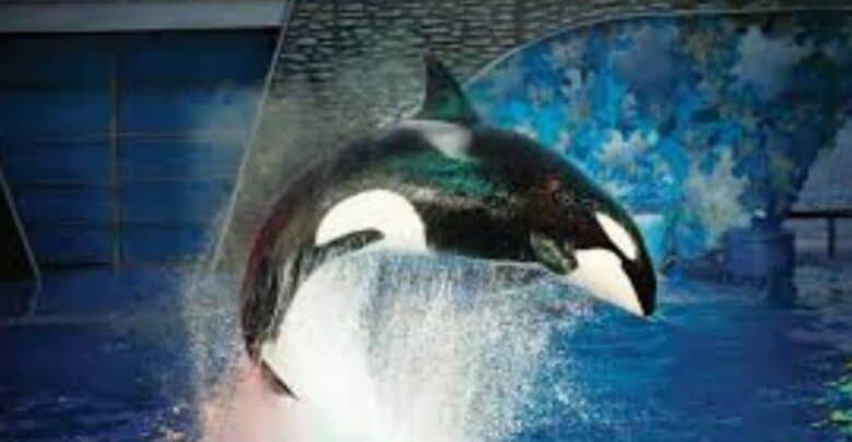 An orca breaches during a Shamu show at SeaWorld.