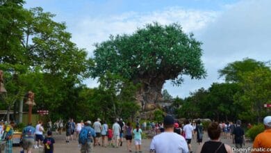 The Tree of Life at Disney’s Animal Kingdom, seen from Nomad Lounge.