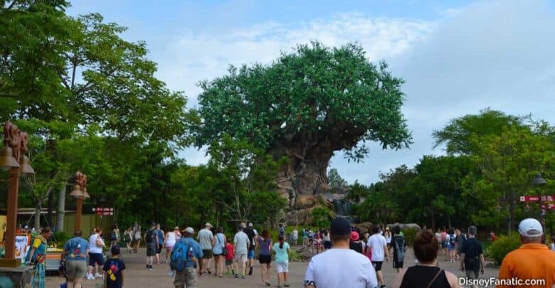 The Tree of Life at Disney’s Animal Kingdom, seen from Nomad Lounge.